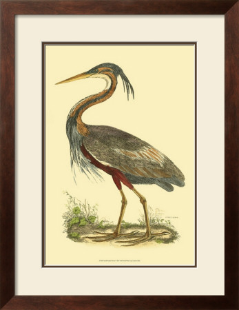 Purple Heron by Prideaux John Selby Pricing Limited Edition Print image