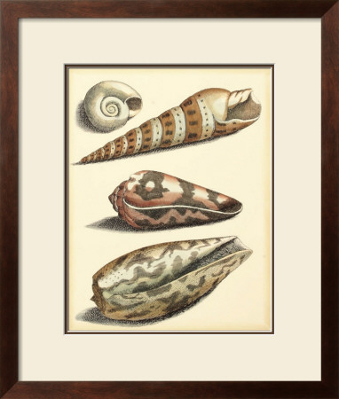 Antiquarian Shells I by Filippo Buonanni Pricing Limited Edition Print image