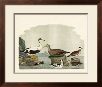 Duck Family I by A. Wilson Pricing Limited Edition Print image
