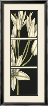 Graphic Lily Ii by Jennifer Goldberger Pricing Limited Edition Print image