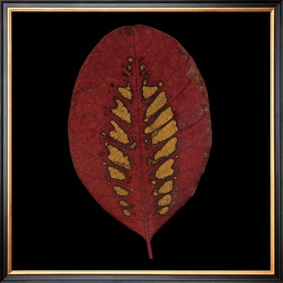 Smokebush Leaf On Black by June Hunter Pricing Limited Edition Print image