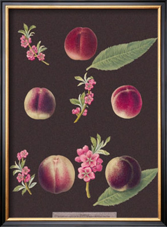 Peaches by George Brookshaw Pricing Limited Edition Print image