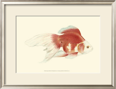 Fringetail Goldfish by S. Matsubara Pricing Limited Edition Print image