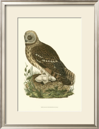 Owls I by Nozeman Pricing Limited Edition Print image