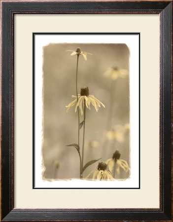 Autumnal Wilts by Susann & Frank Parker Pricing Limited Edition Print image