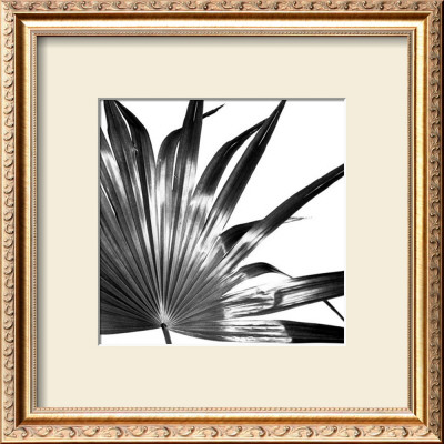 Black And White Palms I by Jason Johnson Pricing Limited Edition Print image