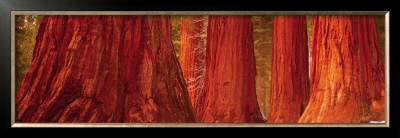 Californian Redwood Trees by John Lawrence Pricing Limited Edition Print image
