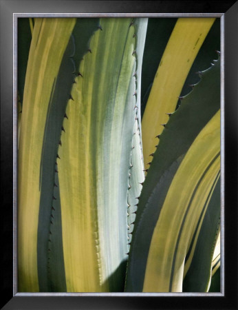 Variegated Agave I by Rachel Perry Pricing Limited Edition Print image