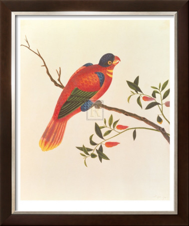 Red Parrot by Anonymous Pricing Limited Edition Print image