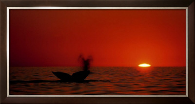 Grey Whales, Mexico by Phillipe Bourseiller Pricing Limited Edition Print image