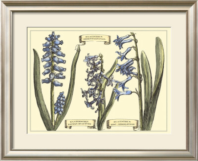 Hyacinth In Bloom by Langlois Pricing Limited Edition Print image