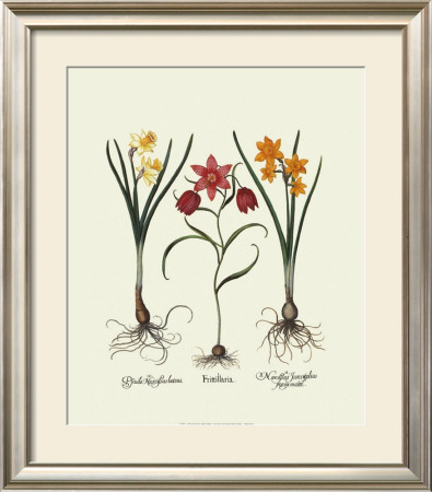 Narcissus Ii by Basilius Besler Pricing Limited Edition Print image