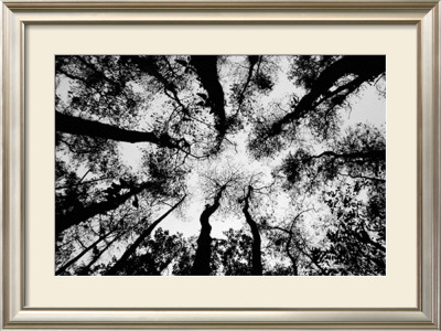 Standing High by Michael Joseph Pricing Limited Edition Print image