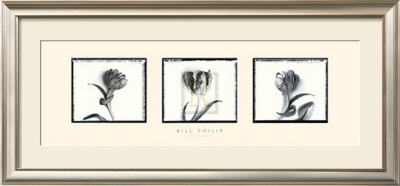 Three Tulips Ii by Bill Philip Pricing Limited Edition Print image
