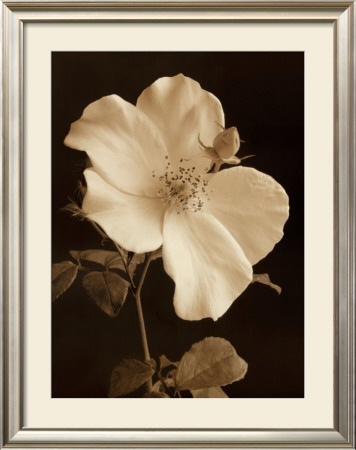 Rose Bud by Sondra Wampler Pricing Limited Edition Print image