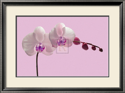 Orchid Radiance Ii by Katja Marzahn Pricing Limited Edition Print image