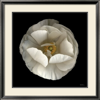 Folded Ranunculus by Neil Seth Levine Pricing Limited Edition Print image