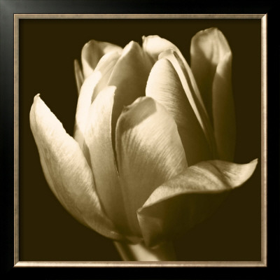 Sepia Tulip Ii by Renee Stramel Pricing Limited Edition Print image