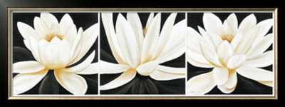 Water Lily Trio by Debra Jackson Pricing Limited Edition Print image