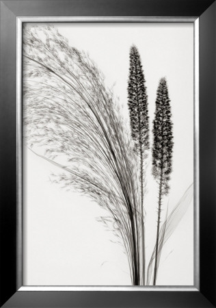 Broom Grass by Steven N. Meyers Pricing Limited Edition Print image