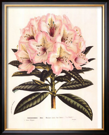 Pink Rhododendron I by Francois Van Houtte Pricing Limited Edition Print image