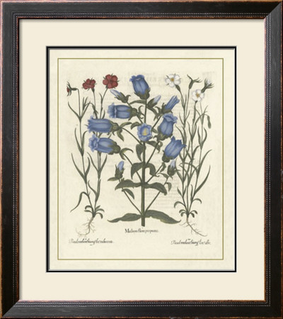 Besler Floral Iv by Basilius Besler Pricing Limited Edition Print image