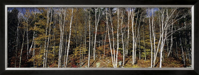 Birch Grove, Nova Scotia by Axel M. Mosler Pricing Limited Edition Print image