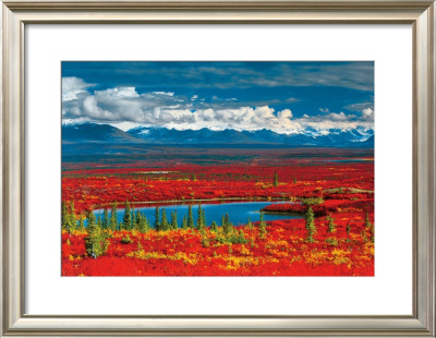 Alaska Tundra In Autumn Glory by Anthony E. Cook Pricing Limited Edition Print image