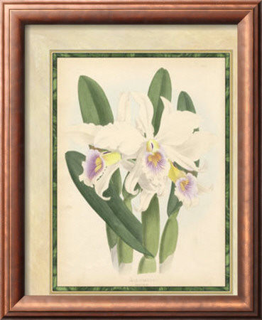 Fitch Orchid Ii by J. Nugent Fitch Pricing Limited Edition Print image