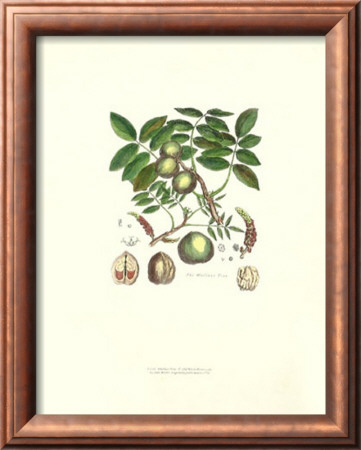 Wallnut Tree by John Miller (Johann Sebastien Mueller) Pricing Limited Edition Print image