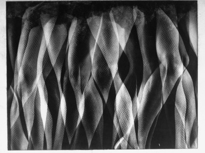 Multiple Exposure Stroboscopic Of Betty Bruce's Legs, Doing A Fast Tap ...