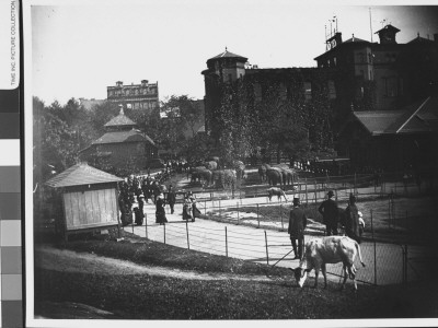 Panoramic View Of People Strolling Through The Central Park Zoo Near The Elephant Pen by Wallace G. Levison Pricing Limited Edition Print image