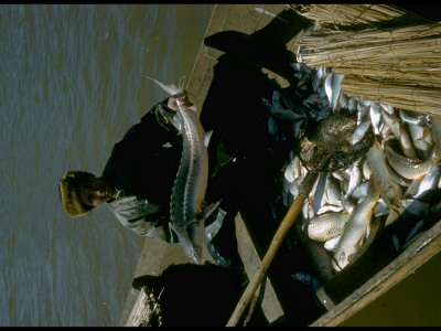 Kazakh Fisherman Holding Osetra Sturgeon At Tanya Avangardnaya In Volga River Delta, Russia by Carl Mydans Pricing Limited Edition Print image