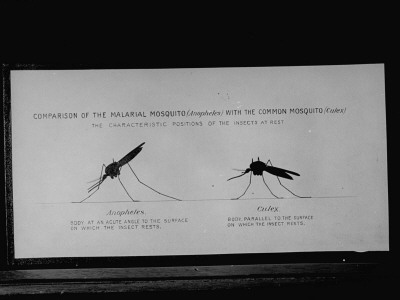 A Diagram Showing The Comparison Of The Malarial Mosquito With The Common Mosquito by David Scherman Pricing Limited Edition Print image