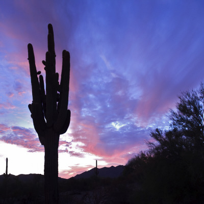 Saguaro by Anton Foltin Pricing Limited Edition Print image