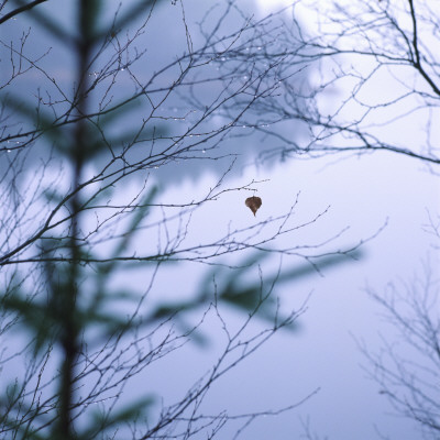 Close-Up Of A Branch Of A Bare Tree by Inge Ekstrom Pricing Limited Edition Print image