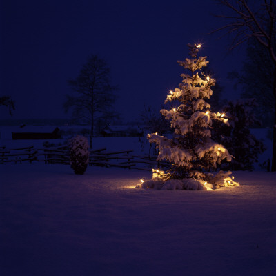 Christmas Tree On A Polar Landscape Lit Up At Night by Ove Eriksson Pricing Limited Edition Print image