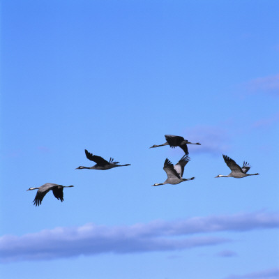 Low Angle View Of Birds Flying In The Sky by Ove Eriksson Pricing Limited Edition Print image