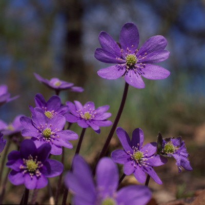 Close Up Of Purple Flowers, Sweden by Ove Eriksson Pricing Limited Edition Print image