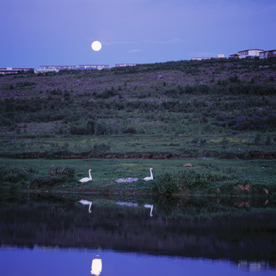 Two Swans By The River Ellidaa In Reykjavik, Iceland by Throstur Thordarson Pricing Limited Edition Print image
