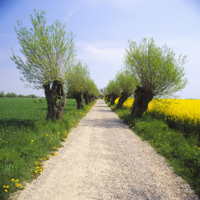 Trees Along A Dirt Road by Ove Eriksson Pricing Limited Edition Print image