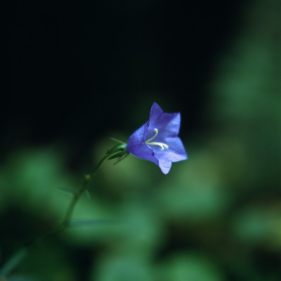 Close-Up Of A Flower by Inge Ekstrom Pricing Limited Edition Print image