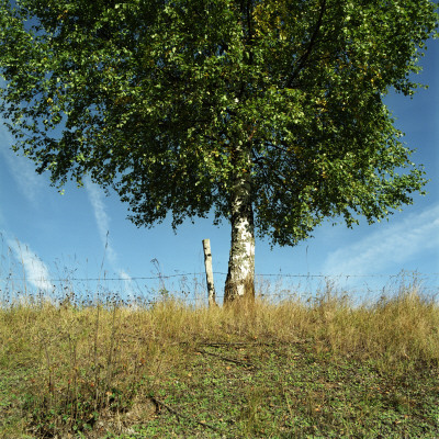 Low Angle View Of A Birch Tree On A Landscape, Sweden by Mikael Andersson Pricing Limited Edition Print image