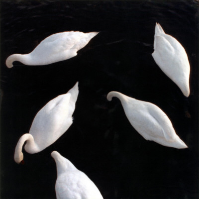 Swans Sticking Their Heads Into Water by Mikael Bertmar Pricing Limited Edition Print image