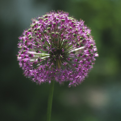 Close-Up Of A Dandelion Flower by Helene Toresdotter Pricing Limited Edition Print image