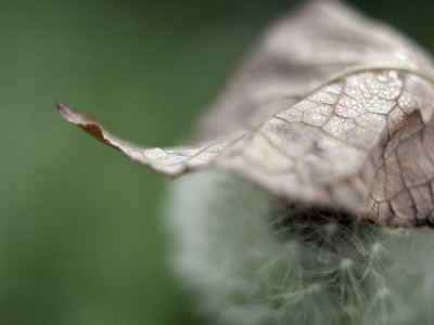 Close-Up Of A Leaf On A Dandelion Flower (Taraxacum Officinale) by Atli Mar Pricing Limited Edition Print image