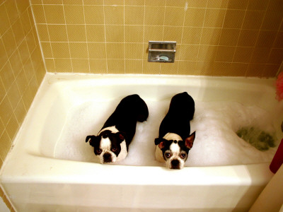 Two Cute Dogs In A Bathtub by Cj Rachford Pricing Limited Edition Print image