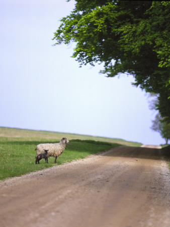 A Sheep By A Gravel Road, Skane In Sweden by Bjorn Andren Pricing Limited Edition Print image