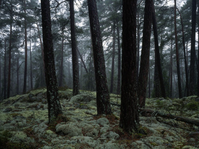 A Forest In Sormland, Sweden by Anders Ekholm Pricing Limited Edition Print image