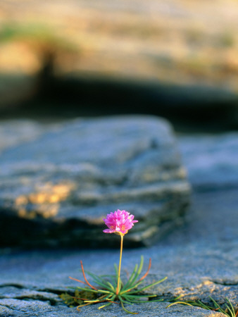 Thrift (Armeria Maritima), Bohuslan, Sweden by Berndt-Joel Gunnarsson Pricing Limited Edition Print image